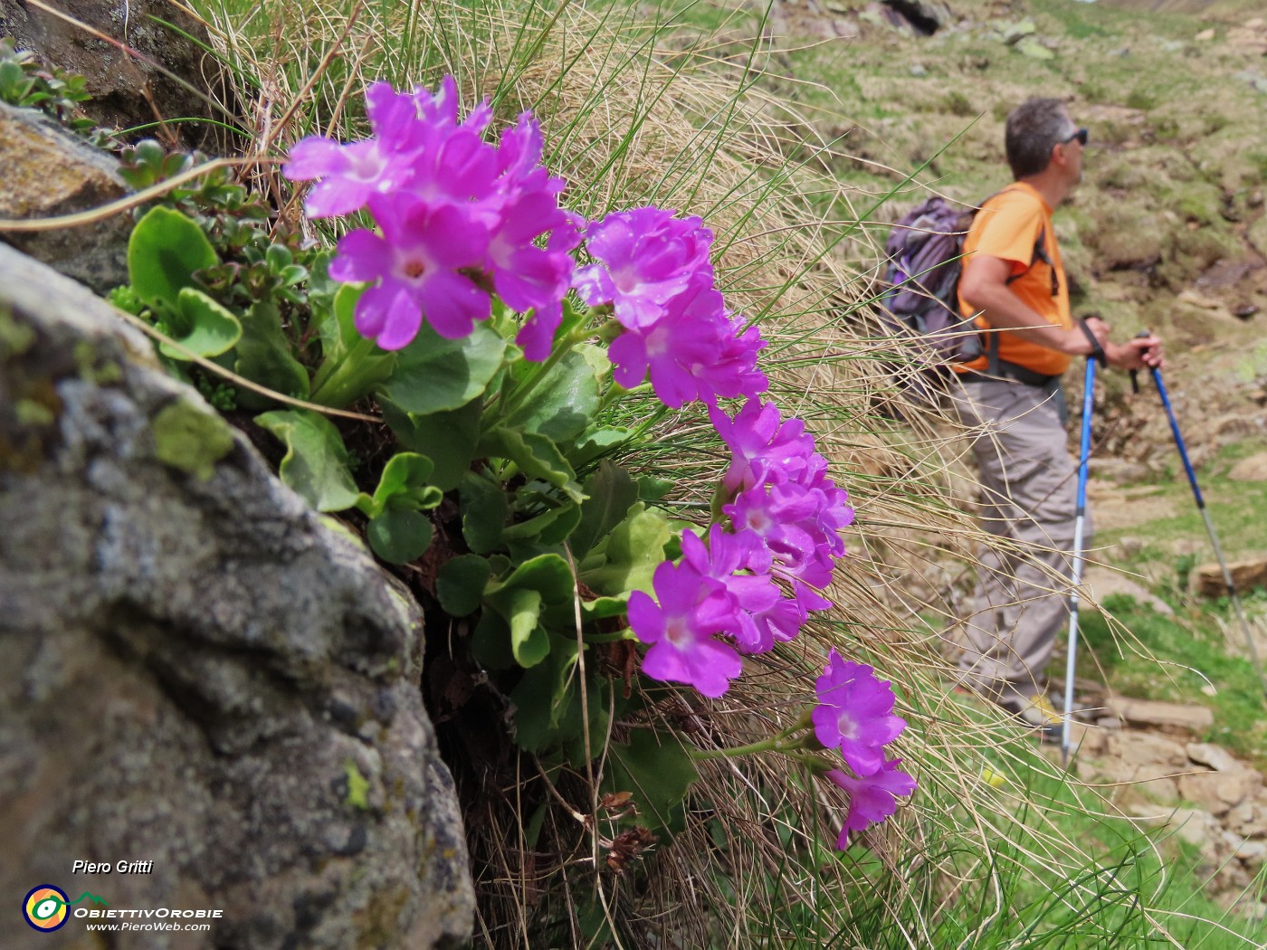 65 Primula hirsuta.JPG